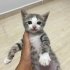 Minik Patiler yuva arıyor (2 dişi,1 erkek) fotoğraf