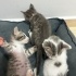 Minik Patiler yuva arıyor (2 dişi,1 erkek) fotoğraf