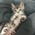 Minik Patiler yuva arıyor (2 dişi,1 erkek) fotoğraf