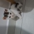 SOKAK DA ÖLMEK UZEREYKEN KURTARILDI ÇOK KÜÇÜK BIR KEDI fotoğraf