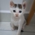 SOKAK DA ÖLMEK UZEREYKEN KURTARILDI ÇOK KÜÇÜK BIR KEDI fotoğraf