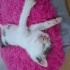 SOKAK DA ÖLMEK UZEREYKEN KURTARILDI ÇOK KÜÇÜK BIR KEDI fotoğraf