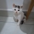 SOKAK DA ÖLMEK UZEREYKEN KURTARILDI ÇOK KÜÇÜK BIR KEDI fotoğraf