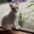 OTELDE BÜYÜTTÜĞÜMÜZ DOSTUMUZA YUVA ARIYORUZ fotoğraf