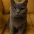KUZEY SOKAĞA TERK EDİLEN CİNS BİR KEDİ ANKARA İÇİ ÖMÜRLÜK YUVASINI ARIYORUZ