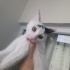 Küçümen oğlan yuva arıyor fotoğraf