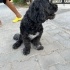 Ücretsiz sahiplenme Maltipoo kõpek acil yuva fotoğraf