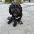 Ücretsiz sahiplenme Maltipoo kõpek acil yuva fotoğraf