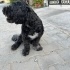Ücretsiz sahiplenme Maltipoo kõpek acil yuva fotoğraf