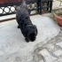 Ücretsiz sahiplenme Maltipoo kõpek acil yuva fotoğraf
