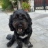 Ücretsiz sahiplenme Maltipoo kõpek acil yuva fotoğraf