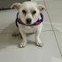 Terrier kızımızın ömürlük yuvasını arıyoruz fotoğraf