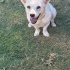 Terrier kızımızın ömürlük yuvasını arıyoruz