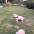Terrier kızımızın ömürlük yuvasını arıyoruz fotoğraf
