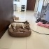 Terrier kızımızın ömürlük yuvasını arıyoruz fotoğraf