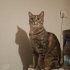 2 yaşında çok uysal dişi tekir kedi Mia fotoğraf