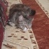 2 yaşında çok uysal dişi tekir kedi Mia fotoğraf