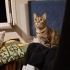 2 yaşında çok uysal dişi tekir kedi Mia fotoğraf