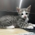 Minik Patiler yuva arıyor (2dişi ,1 erkek) fotoğraf