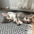 Minik Patiler yuva arıyor (2dişi ,1 erkek) fotoğraf