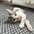 Minik Patiler yuva arıyor (2dişi ,1 erkek) fotoğraf