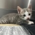 Minik Patiler yuva arıyor (2dişi ,1 erkek) fotoğraf