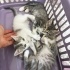 Minik Patiler yuva arıyor (2dişi ,1 erkek) fotoğraf