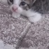 Annesiz bebegimize acil yuva arıyoruz fotoğraf