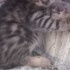 Annesiz bebeğimize çok acil yuva arıyoruz fotoğraf