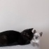 Aşırı sevecen kedimize yuva arıyoruz fotoğraf