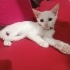 Pırıl kızımız yuva arıyor fotoğraf