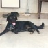 3 yaşında Labrador çok acil yuva aranıyor fotoğraf