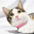 0534 216 08 72 VETERİNERDEN ANKARA MELEZİ AŞILI,KISIR, 1YAŞ OĞLUM GONZALES fotoğraf