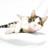 0534 216 08 72 VETERİNERDEN ANKARA MELEZİ AŞILI,KISIR, 1YAŞ OĞLUM GONZALES fotoğraf