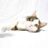 0534 216 08 72 VETERİNERDEN ANKARA MELEZİ AŞILI,KISIR, 1YAŞ OĞLUM GONZALES fotoğraf