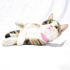 0534 216 08 72 VETERİNERDEN ANKARA MELEZİ AŞILI,KISIR, 1YAŞ OĞLUM GONZALES fotoğraf