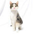 0534 216 08 72 VETERİNERDEN ANKARA MELEZİ AŞILI,KISIR, 1YAŞ OĞLUM GONZALES fotoğraf