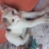Masum bir Melek fotoğraf