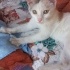 Masum bir Melek fotoğraf