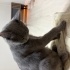 Yastık yapmalık bir kedo fotoğraf