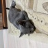 Yastık yapmalık bir kedo fotoğraf