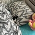 en prenses erkek kedi fotoğraf