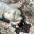 en prenses erkek kedi fotoğraf