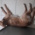 Oğlumuz Lucky yeni yuvasini arıyor fotoğraf