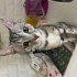 Terk edilen kedi fotoğraf