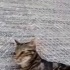 Kedi sahiplendirme