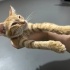 Yavru sarman kedi fotoğraf