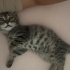 sokakta bulduk kalici sicak bir yuva ariyoruz fotoğraf