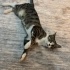 Lila Yuvasını Arıyor fotoğraf
