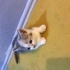 British shorthair dişi